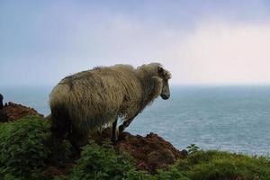 ritratto di pecora faroese foto