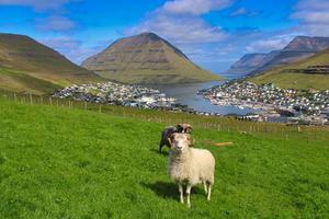 ritratto di pecora faroese foto