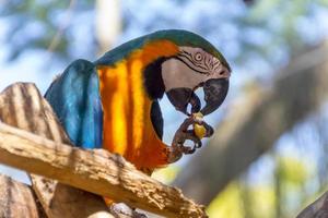 macaw che mangia su un ramo di albero all'aperto a rio de janeiro. foto