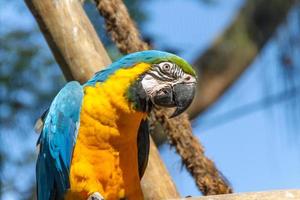 macaw che si appoggia su un ramo di albero all'aperto a rio de janeiro.