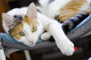 un gatto tricolore domestico giace su una sedia. foto