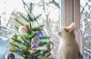 un gatto domestico tricolore guarda fuori dalla finestra. foto