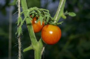 coltivare pomodori in serra. agricoltura. ambientale. foto