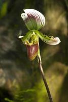 paphiopedilum callosum nella foresta foto