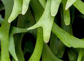 dettaglio trama su foglie di felce elkhorn, platycerium coronarium