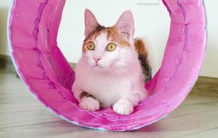 gatto tricolore gioca nel tunnel. giochi a casa con un animale domestico.