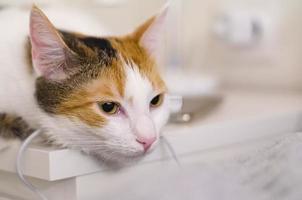 gatto tricolore si addormenta sul comodino, vicino al letto. foto