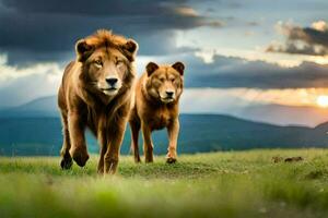 Due leoni a piedi nel il erba a tramonto. ai-generato foto