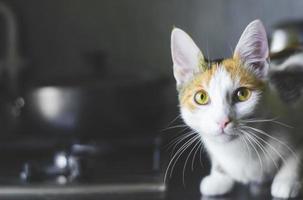 gatto tricolore domestico seduto sulla superficie della cucina. foto