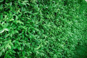 un muro o un recinto fatto di piante a foglia verde. foto