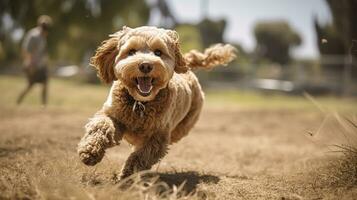 tutti gli amori il divertimento di un' cane parco pieno di giocoso animali domestici con loro amici e famiglie. generativo ai foto