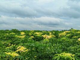 iuta i campi e nuvoloso cielo di bangladesh un' intravedere in della natura arazzo e agricolo eredità foto
