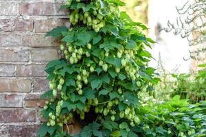 coni di luppolo freschi verdi per fare il primo piano del pane e della birra foto