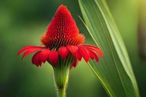 un' rosso fiore è nel il primo piano di un' verde campo. ai-generato foto