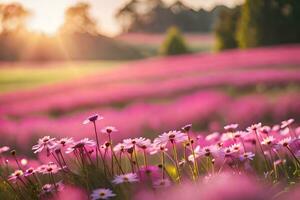 rosa fiori nel un' campo a tramonto. ai-generato foto