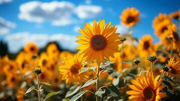 girasoli nel un' campo a tramonto ai generativo foto