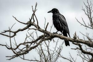 nero uccello arroccato su un' albero ramo. generativo ai foto