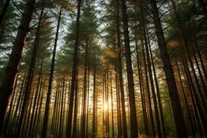 torreggiante pino alberi in piedi alto. generativo ai foto