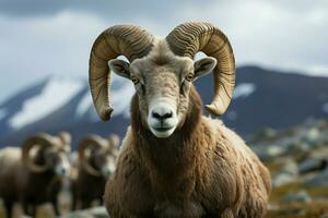 grande corno pecore comandare sguardo catturato nel un' potente, vicino su ritratto ai generato foto