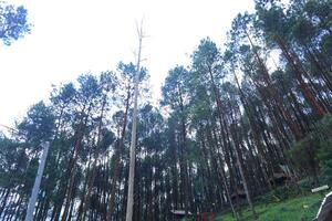 pino foreste sfondo foto