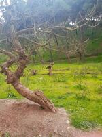 spoglio splendore di Figura alberi nel di stagione la tranquillità foto