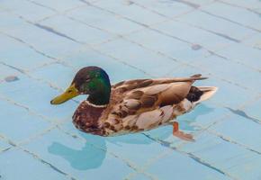 uccello anatra in piscina foto