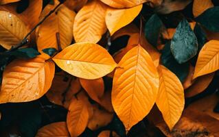 vicino su di colorato autunno le foglie struttura. generativo ai foto