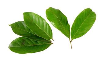 foglie di rambutan isolate su uno sfondo bianco foto