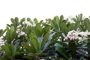 fiore di frangipane isolato su uno sfondo bianco foto