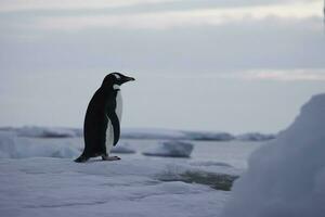 pinguini sguardo fisso a il congelato mare. pinguini a il pali, inverno concetto. generativo ai nel Antartide. foto