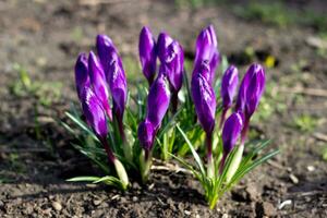 blu viola croco vicino su ucraino giardino, selvaggio fiore su soleggiato mattina, Immagine per sfondo, calendario disegno, manifesto, muro tela, saluto carta foto