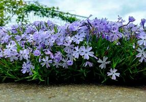 phlox, piccolo viola fiori, perenne foto