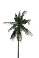 albero di cocco isolato su uno sfondo bianco foto