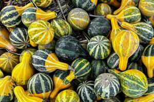 fresco zucca all'aperto raccogliere diverso tipi e varietà di zucca cibo merenda copia spazio cibo foto