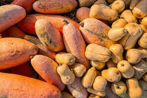 fresco zucca all'aperto raccogliere diverso tipi e varietà di zucca cibo merenda copia spazio cibo foto