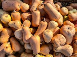 fresco zucca all'aperto raccogliere diverso tipi e varietà di zucca cibo merenda copia spazio cibo foto