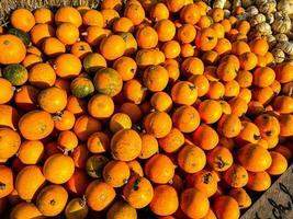 fresco zucca all'aperto raccogliere diverso tipi e varietà di zucca cibo merenda copia spazio cibo foto