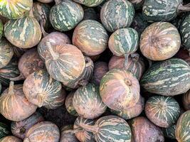 fresco zucca all'aperto raccogliere diverso tipi e varietà di zucca cibo merenda copia spazio cibo foto