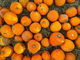 zucca fresco raccogliere diverso tipi e varietà di zucca cibo merenda all'aperto copia spazio cibo foto