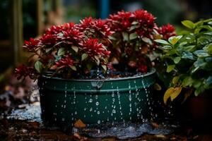 raccolta acqua piovana per idrato un' vivace sostenibile Natale giardino foto