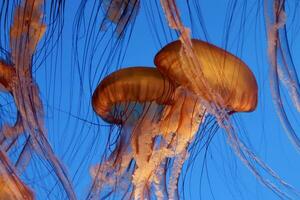 avvicinamento di bellissimo Medusa su blu oceano sfondo foto