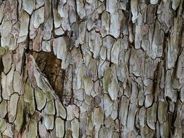 abbaiare di albero con crepe e graffi foto