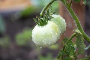 innaffiare i pomodori in serra