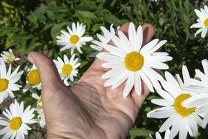 una donna tiene in mano un grande fiore bianco di camomilla foto