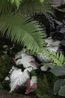 ambiente verde tropicale nel giardino esterno foto