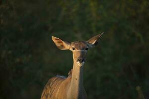 un' femmina kudu nel bellissimo luce. foto