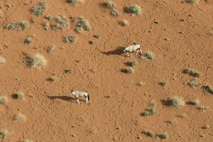 orice nel il sabbia dune di sossusvlei, namibia. foto