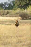 maschio Leone a piedi attraverso il savana. foto