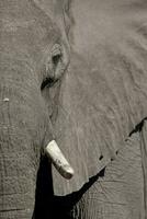 un' profilo di un elefante. foto