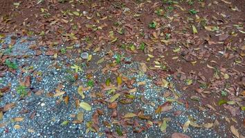 foto di foglie di mogano che cadono sul terreno sabbioso